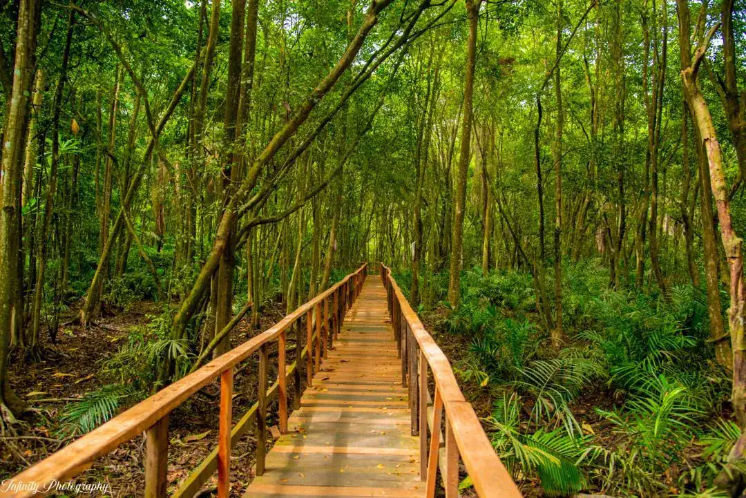 Boardwalk through lush green rainforest canopy trail, tropical nature scenery, eco tourism attraction, adventure travel destination, scenic forest walk.