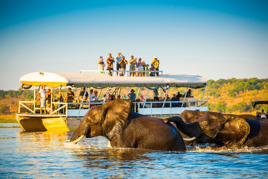 African Elephant Safari in Namibia